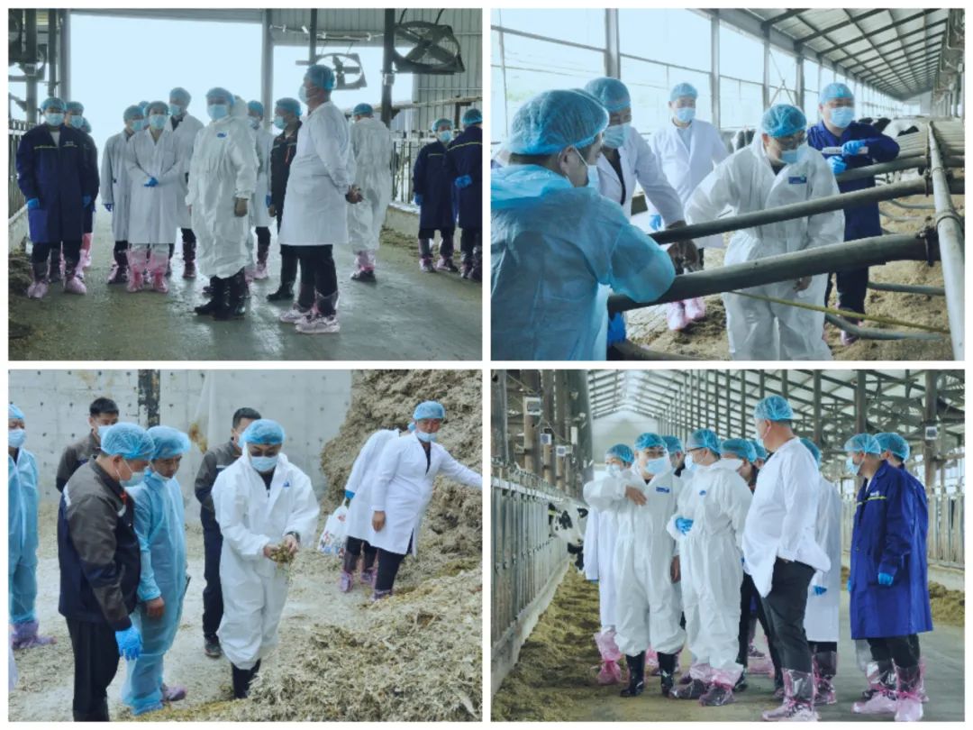 江南（中国）丨国家奶牛产业技术体系首席科学家、中国农业大学教授李胜利一行莅临江南（中国）鲁山瑞亚参观调研