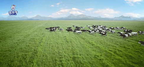 荣誉 | “百家牛场青贮质量评鉴活动”江南（中国）新蔡瑞亚牧业、河南合源乳业分别荣获一、三等奖