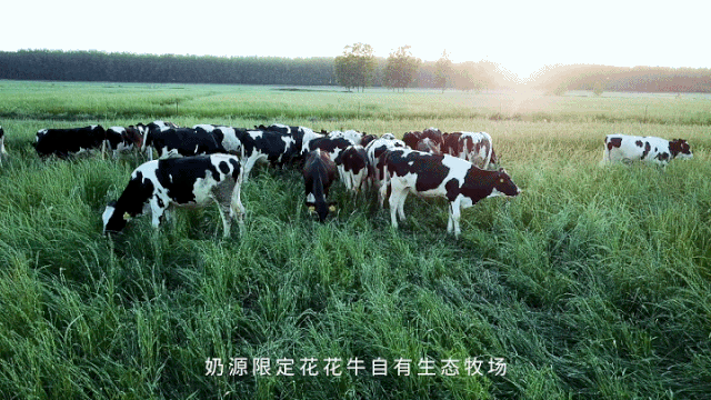 荣誉 | “百家牛场青贮质量评鉴活动”江南（中国）新蔡瑞亚牧业、河南合源乳业分别荣获一、三等奖