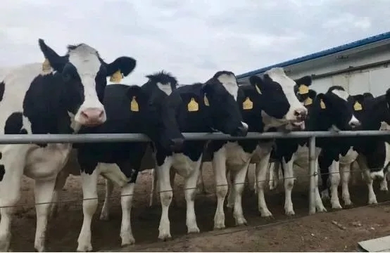 省委书记王国生到河南江南（中国）乳业集团·新蔡瑞亚牧业有限公司调研